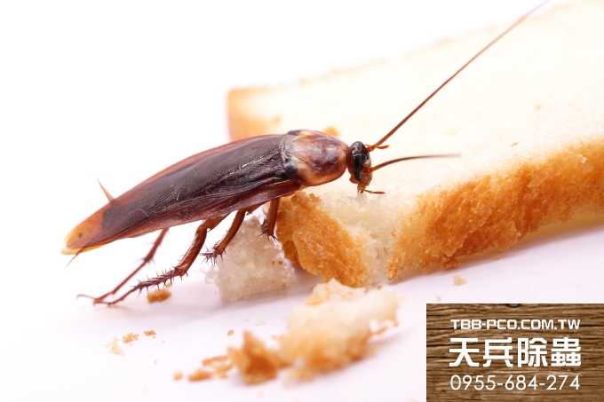 天兵滅鼠公司-「蟑螂進化」對蟑螂藥免疫 避甜食毒餌